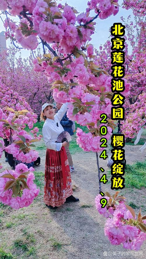 碧桃树多少钱一棵?2026年最新价格参考与选购指南 产地影响价格:主产区优势明显,非产区需加运费