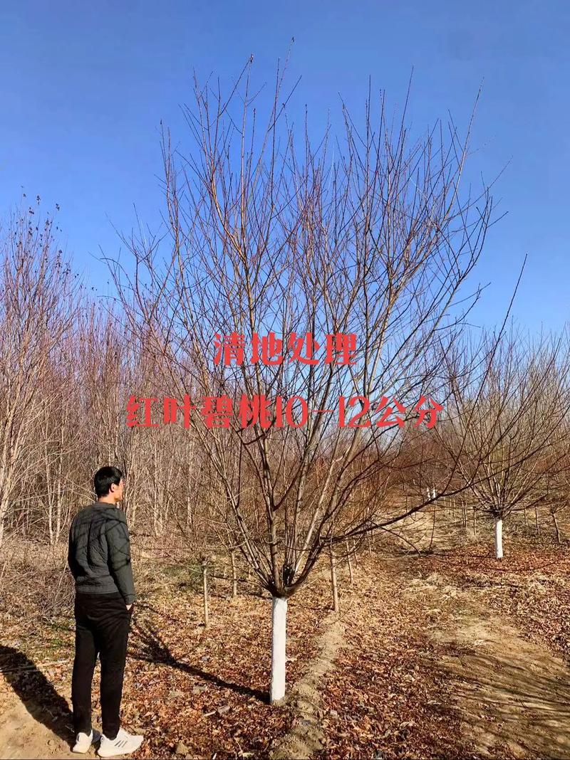碧桃树多少钱一棵?2026年最新价格参考与选购指南 采购数量影响单价:批量采购可享折扣