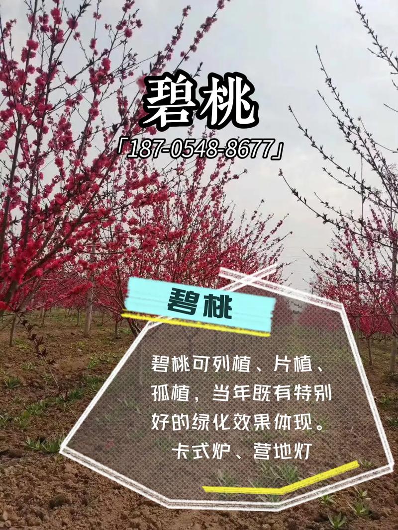 碧桃树多少钱一棵?2026年最新价格参考与选购指南 运输成本不可忽视:远距离物流占参考价的10%-30%