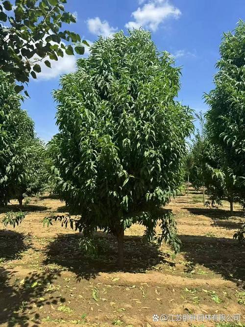 碧桃树多少钱一棵?2026年最新价格参考与选购指南 价格影响因素一览表