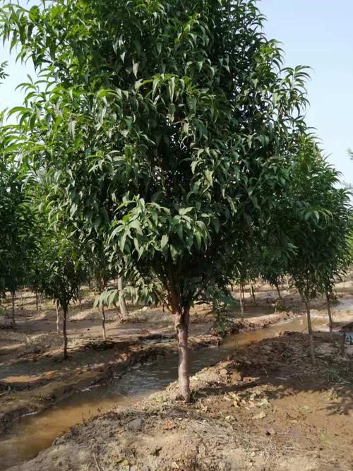 碧桃树多少钱一棵?2026年最新价格参考与选购指南 常见问题(FAQ)