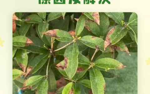 桂花树叶子干枯怎么办？常见原因及解决方法