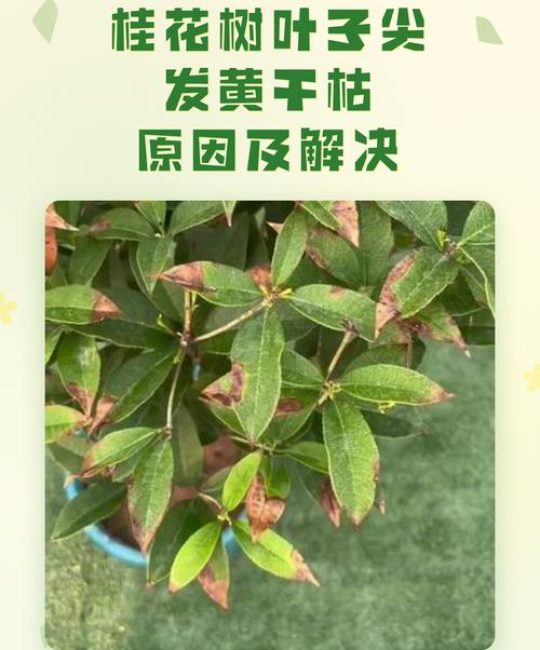 桂花树叶子干枯怎么办？常见原因及解决方法