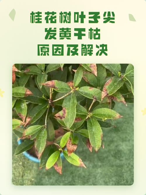 桂花树叶子干枯怎么办?常见原因及解决方法 一、浇水不当:过多或过少