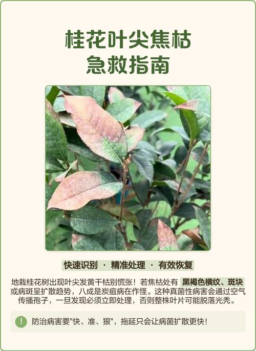 桂花树叶子干枯怎么办?常见原因及解决方法 二、土壤问题:板结或盐碱化