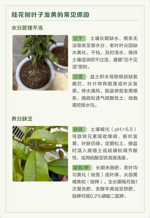 桂花树叶子干枯怎么办?常见原因及解决方法 六、移栽或环境突变