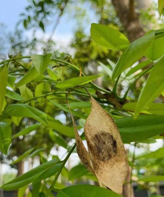 十公分黄花梨值多少钱？胸径10cm降香黄檀价格详解