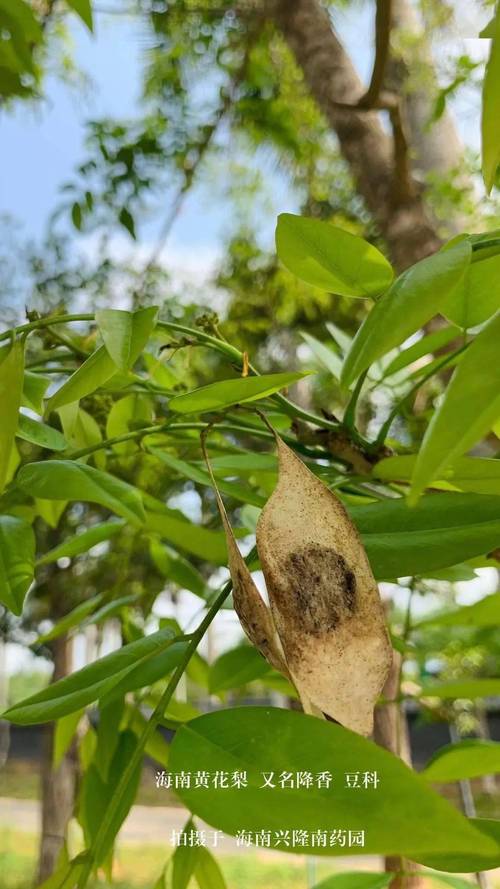 十公分黄花梨值多少钱?胸径10cm降香黄檀价格详解 价格快速参考