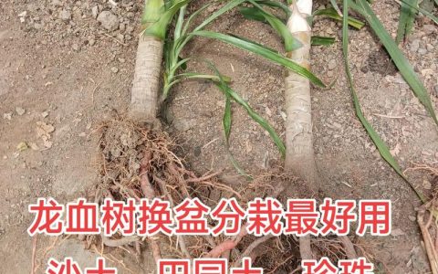 龙血树打蔫儿了怎么办？原因分析与拯救指南
