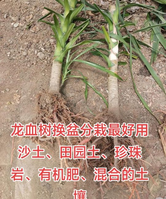 龙血树打蔫儿了怎么办？原因分析与拯救指南