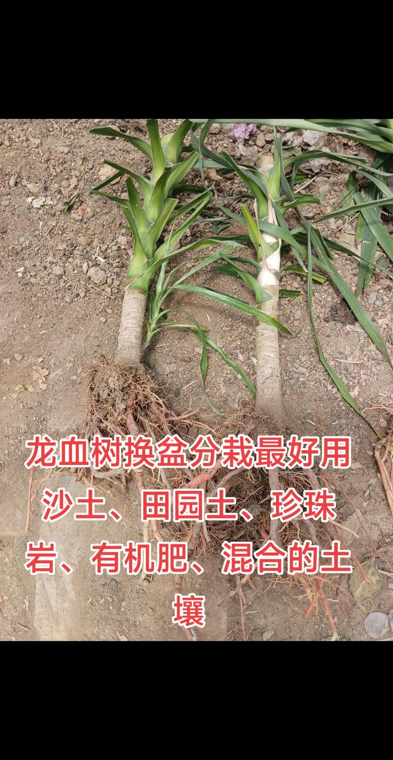 龙血树打蔫儿了怎么办?原因分析与拯救指南 龙血树打蔫儿了?别慌,先找原因再行动