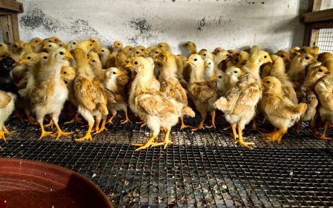 土鸡小鸡苗多少钱一只？2025年价格与5大影响因素详解