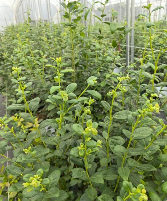 F6蓝莓品种优缺点及种植全攻略