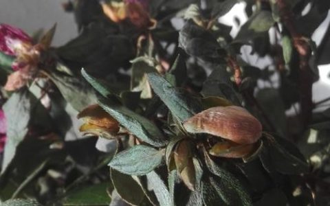 海棠树叶子发黄怎么办？5个原因及对症解决方法