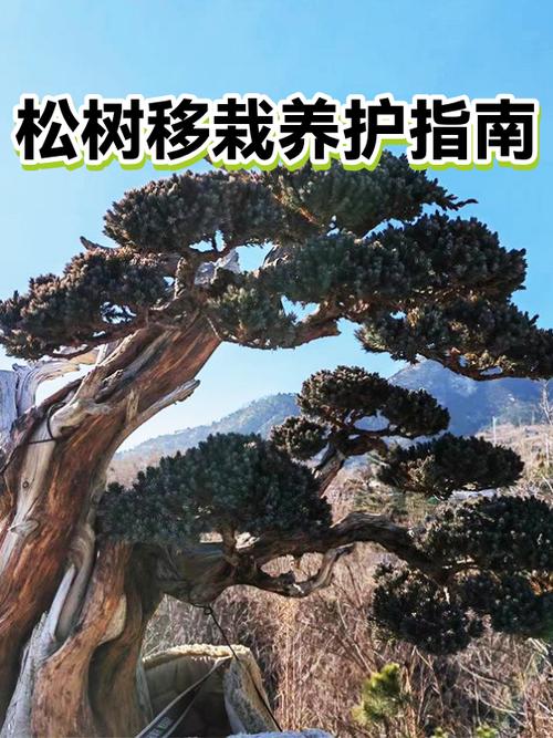 松树为什么四季常青?乔木树形遮荫习性与南北移栽养护指南 支撑固定系统方案
