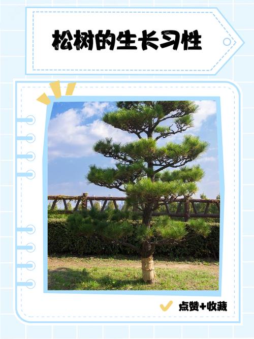 松树为什么四季常青?乔木树形遮荫习性与南北移栽养护指南 南北种植差异化建议与修剪管理
