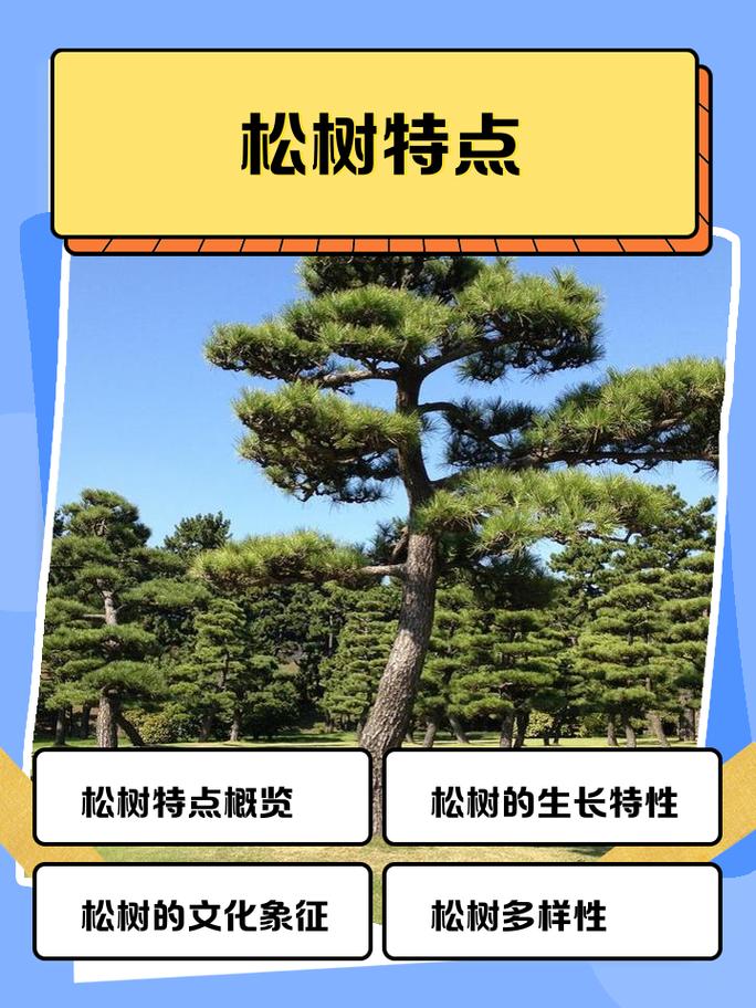 松树为什么四季常青?乔木树形遮荫习性与南北移栽养护指南 全冠移栽技术详解