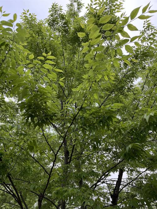 榉树多少钱一棵?2026年价格影响因素与规格报价参考 产地因素:不同产区价差明显