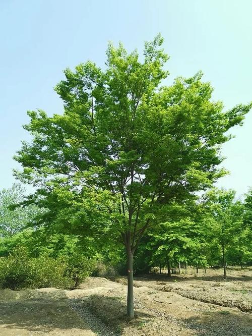 榉树多少钱一棵?2026年价格影响因素与规格报价参考 咨询指南