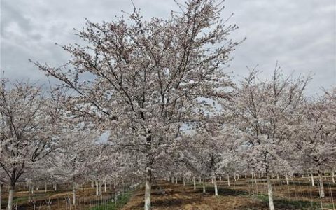樱花木价格是多少？2025年最新报价与影响因素全解析