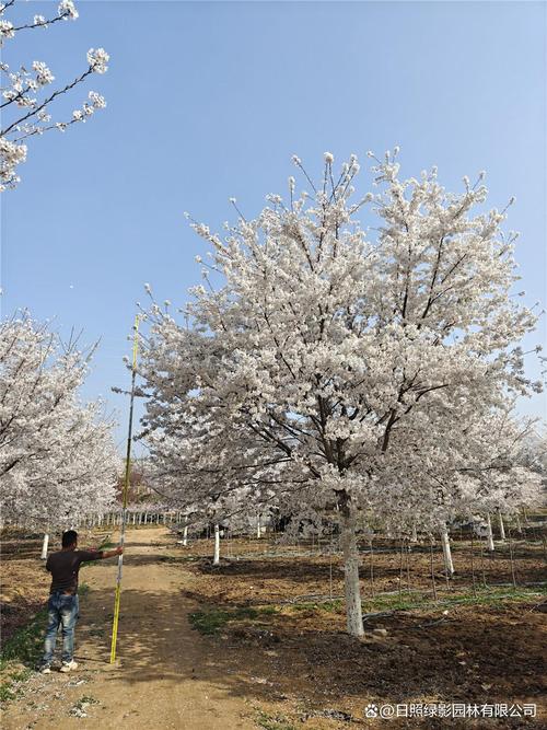 樱花木价格是多少?2025年最新报价与影响因素全解析 产地:影响成本与品质的关键