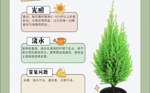 松树施肥全攻略：家庭盆栽与庭院大树的营养管理方案
