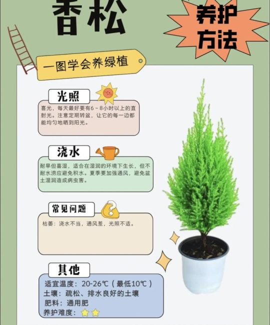 松树施肥全攻略：家庭盆栽与庭院大树的营养管理方案