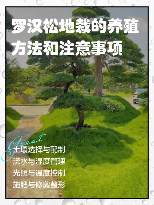松树施肥全攻略:家庭盆栽与庭院大树的营养管理方案 换盆/田间管理:成年松树换盆周期长,地栽管理要松土