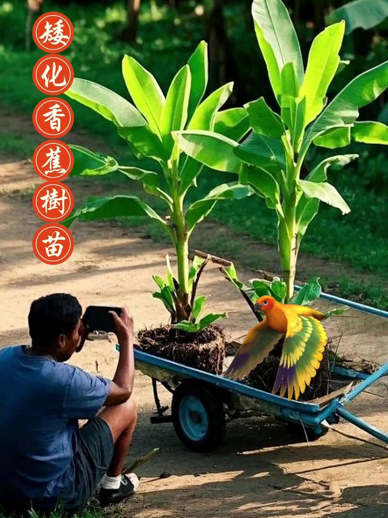 芭蕉树修剪全攻略:六个养护模块详解,手把手教你科学管理 芭蕉树修剪全攻略:六个养护模块详解,手把手教你科学管理