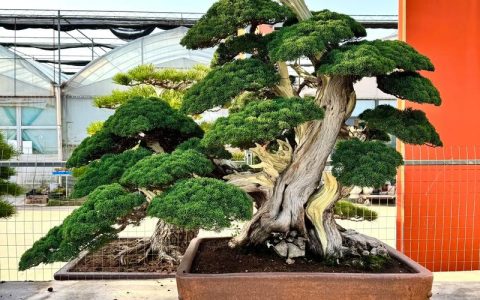 家里种柏树盆景好不好？园艺设计师的客观分析与养护指南