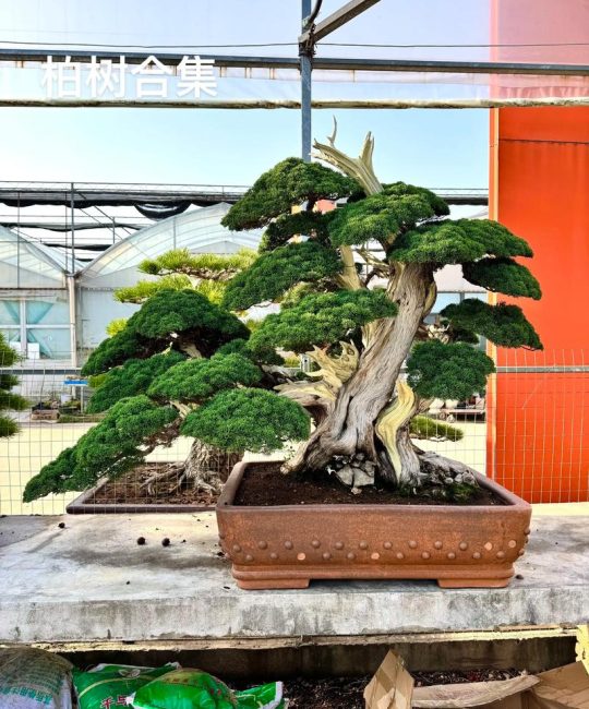 家里种柏树盆景好不好？园艺设计师的客观分析与养护指南