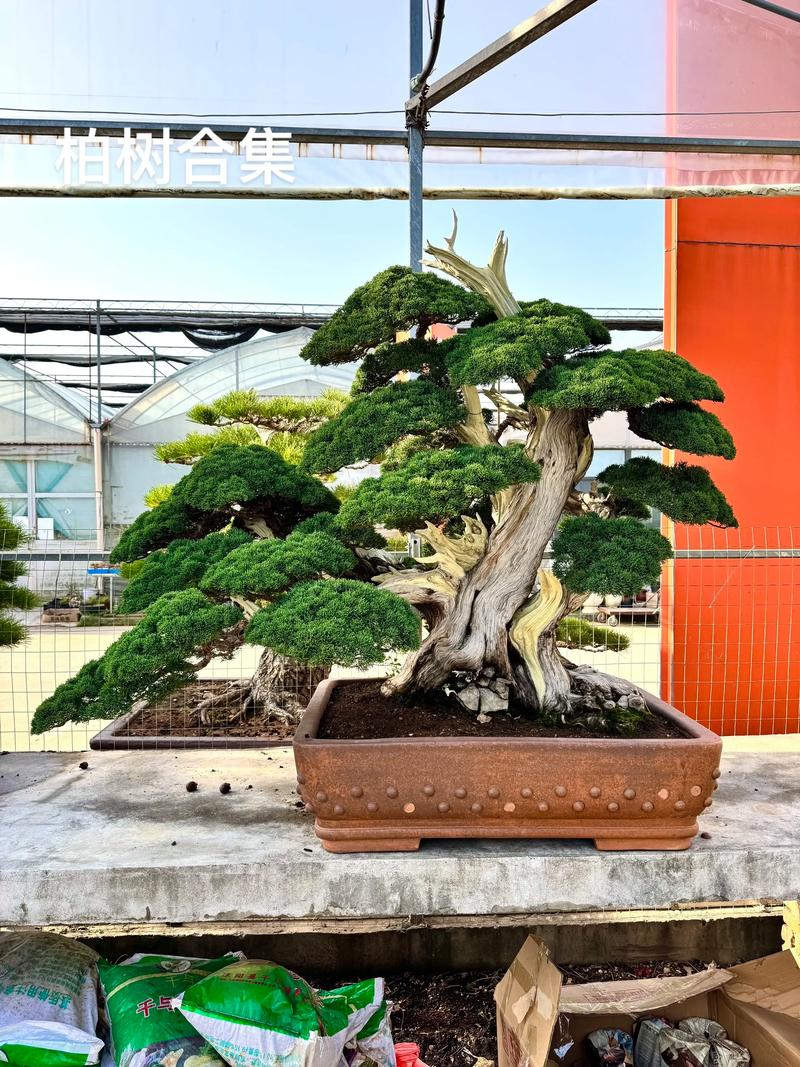 家里种柏树盆景好不好?园艺设计师的客观分析与养护指南 一、柏树盆景的观赏优势