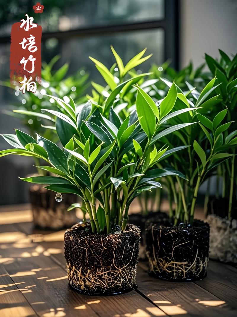 家里种柏树盆景好不好?园艺设计师的客观分析与养护指南 二、关于“柏树寓意”的客观解读