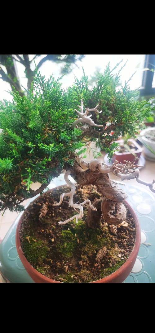 家里种柏树盆景好不好?园艺设计师的客观分析与养护指南 五、常见问题与预防