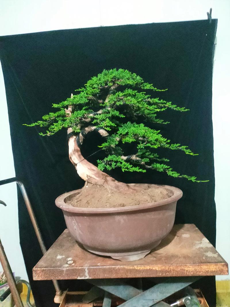 家里种柏树盆景好不好?园艺设计师的客观分析与养护指南 三、分场景评估:家里适合种柏树盆景吗?