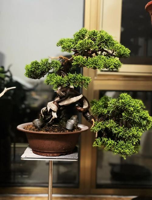 家里种柏树盆景好不好?园艺设计师的客观分析与养护指南 六、总结