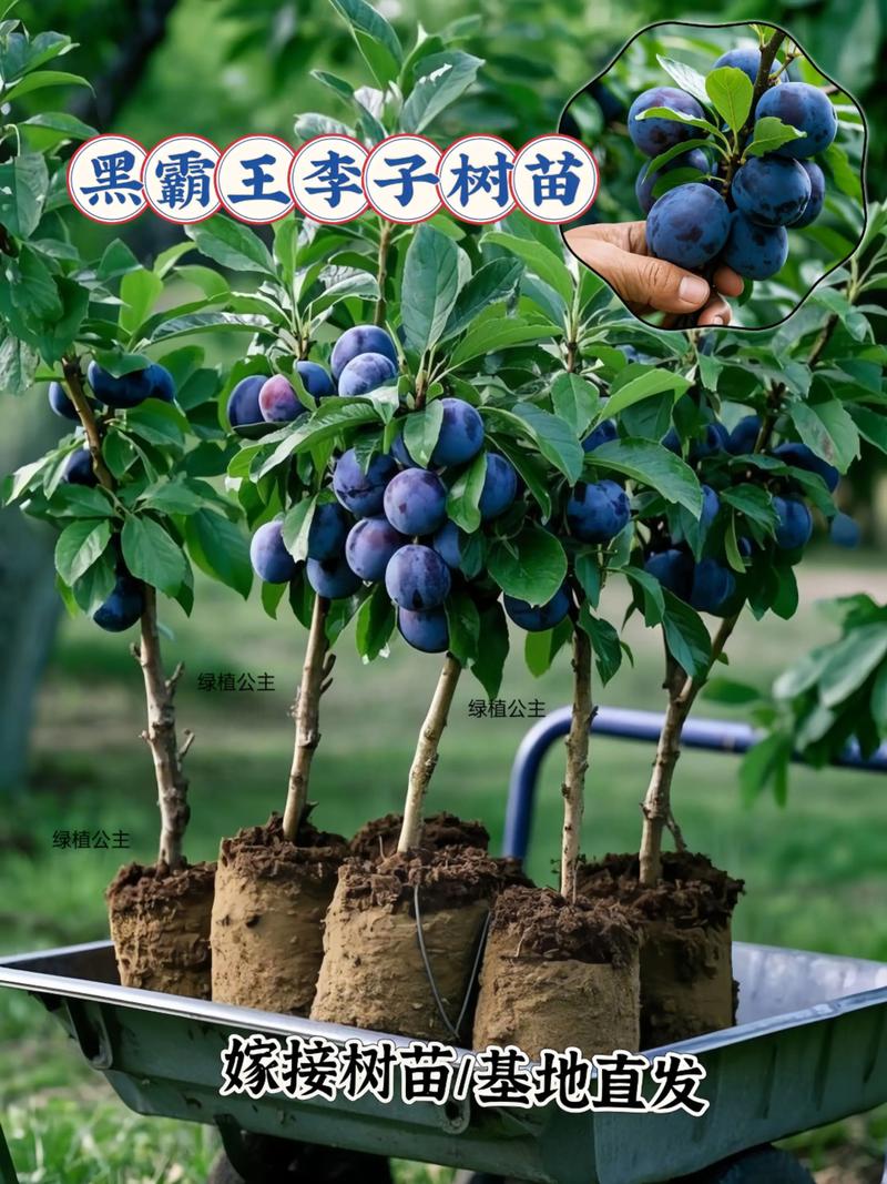 全球果树品种超过10万种,中国栽培果树超700种,品种超2万个 采购时判断品种与苗木质量的黄金标准:一看嫁接口、二看根系、三看苗龄
