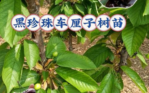 樱桃树苗几年能结果？定植到盛果期全攻略