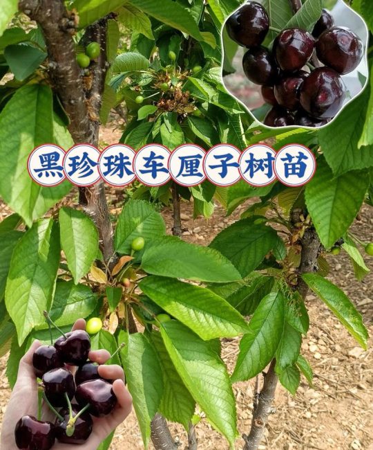 樱桃树苗几年能结果？定植到盛果期全攻略