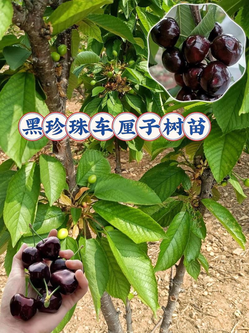 樱桃树苗几年能结果?定植到盛果期全攻略 樱桃树苗几年能结果?定植到盛果期全攻略