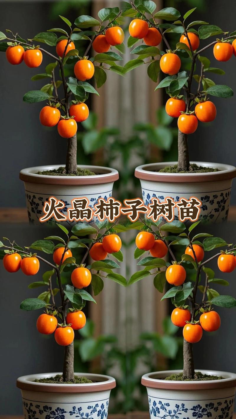 柿子树怎么养?家庭种植柿子树全攻略 浇水:干透浇透,避免积水烂根