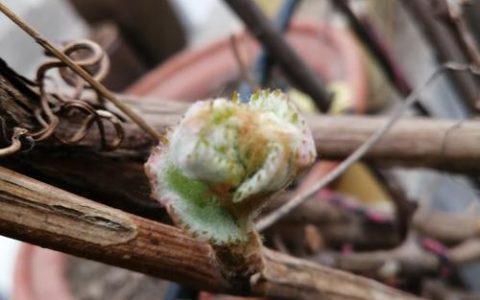 阿门阿前一棵葡萄树种植全攻略：从苗木选购到丰产栽培的实操指南