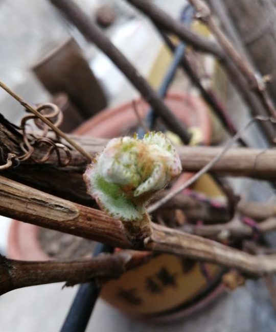 阿门阿前一棵葡萄树种植全攻略：从苗木选购到丰产栽培的实操指南