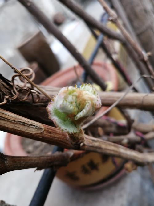 阿门阿前一棵葡萄树种植全攻略：从苗木选购到丰产栽培的实操指南