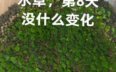 菹草能净化水质吗？沉水植物治理池塘与河道的完整技术指南