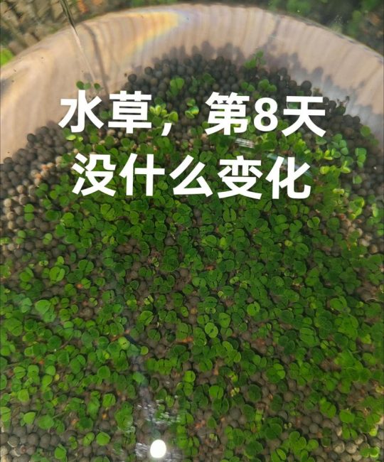 菹草能净化水质吗？沉水植物治理池塘与河道的完整技术指南