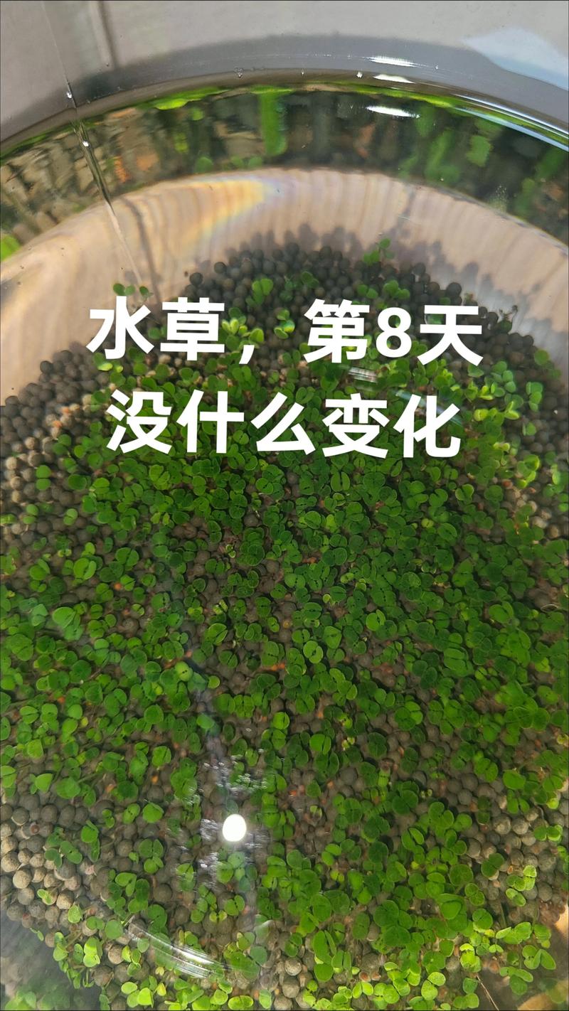 菹草能净化水质吗?沉水植物治理池塘与河道的完整技术指南 菹草能净化水质吗?沉水植物治理池塘与河道的完整技术指南