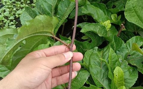 百香果苗种植方法与技巧：从选苗到结果的完整指南
