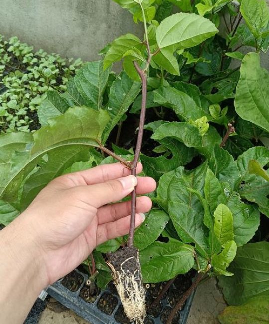 百香果苗种植方法与技巧：从选苗到结果的完整指南