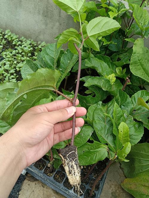 百香果苗种植方法与技巧：从选苗到结果的完整指南